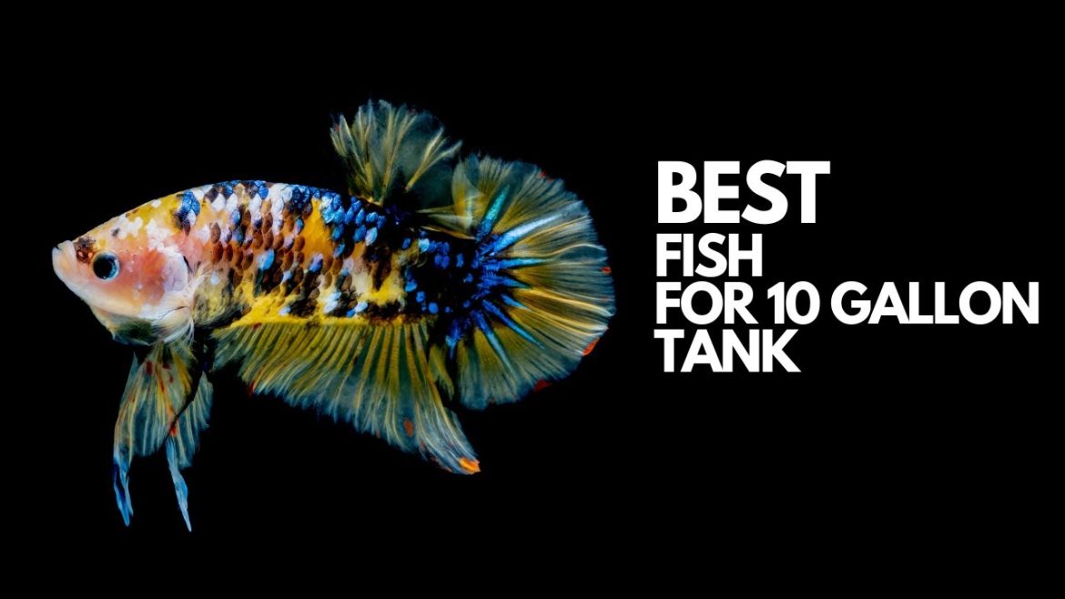 Best Fish for 10 Gallon Freshwater Tanks