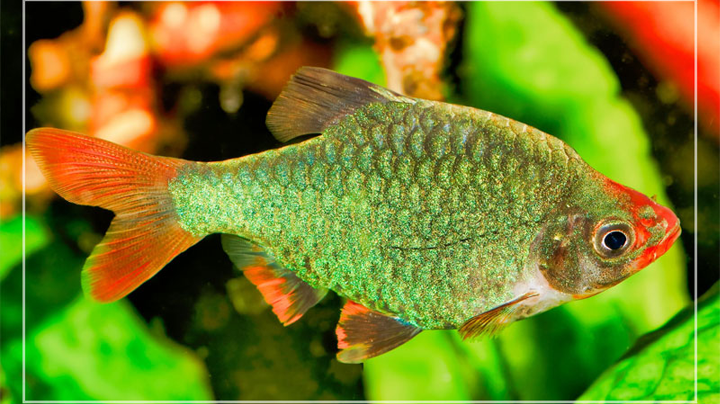 You are currently viewing Green Tiger Barb Care | Tank Prep. | Breeding | Feeding | Tank Mates |