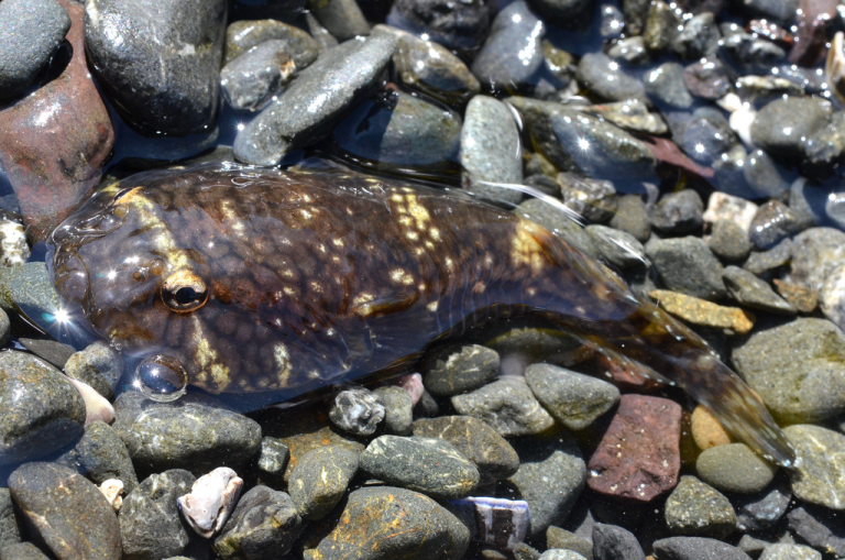Read more about the article Northern Clingfish | A Weird-Looking Fish |