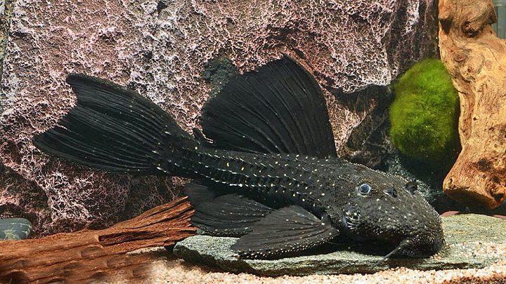 Pseudacanthicus Serratus