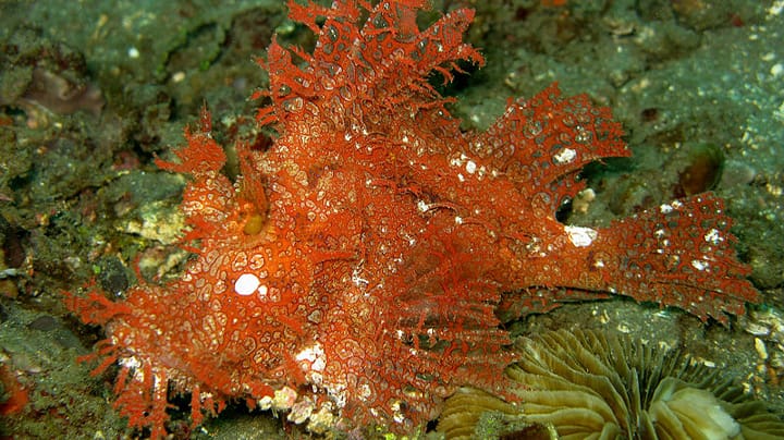 Read more about the article Rhinopias Frondosa | Vicious Scorpion Fish |