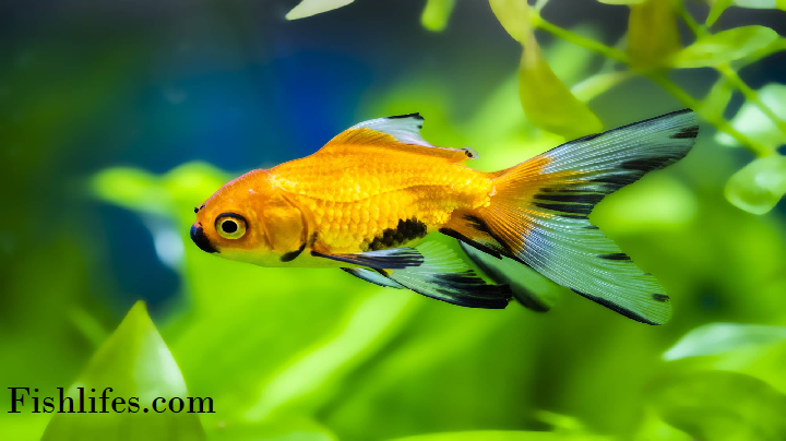 Can Fish Recover from Ammonia Poisoning?