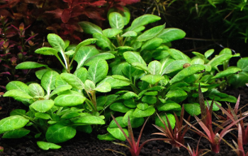 How to Grow Bucephalandra Emersed: Best Guide