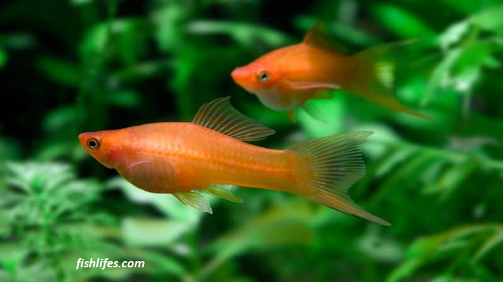 Read more about the article My Fish is Fat or Pregnant? (Identification Guide)