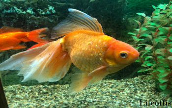How Long To Keep Fish In A Hospital Tank?