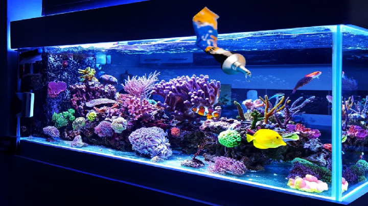Is Super Glue Aquarium Safe?