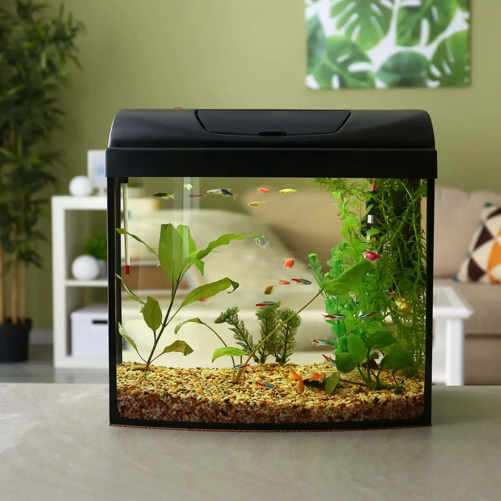 Ways to Clean Aquarium Filter Without Killing Bacteria