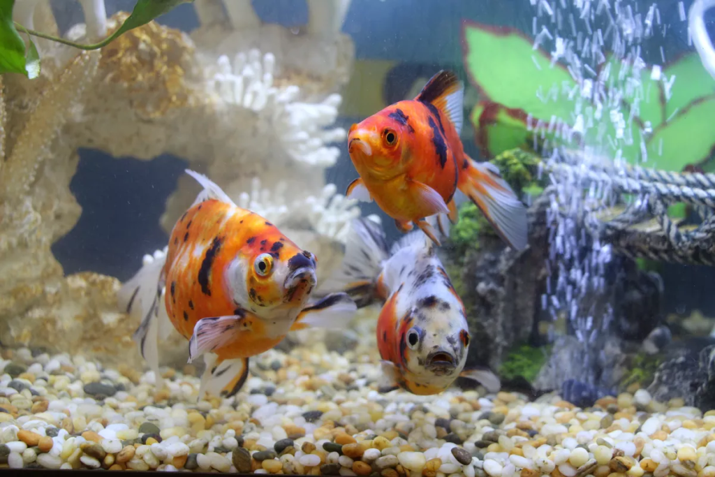 
Can Fish Recover from Ammonia Poisoning? 