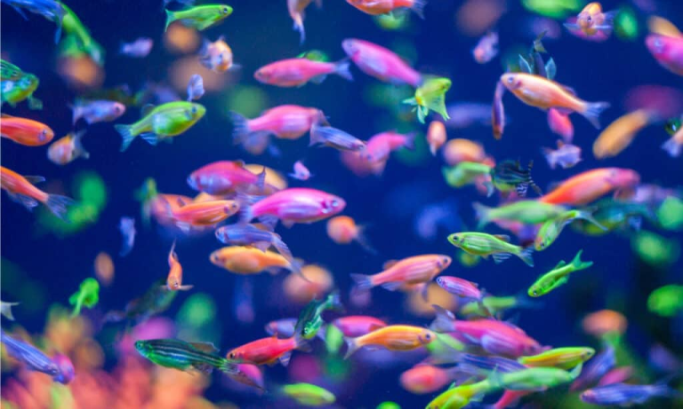 Read more about the article How Long do Glofish Live? ( You will be Amazed )