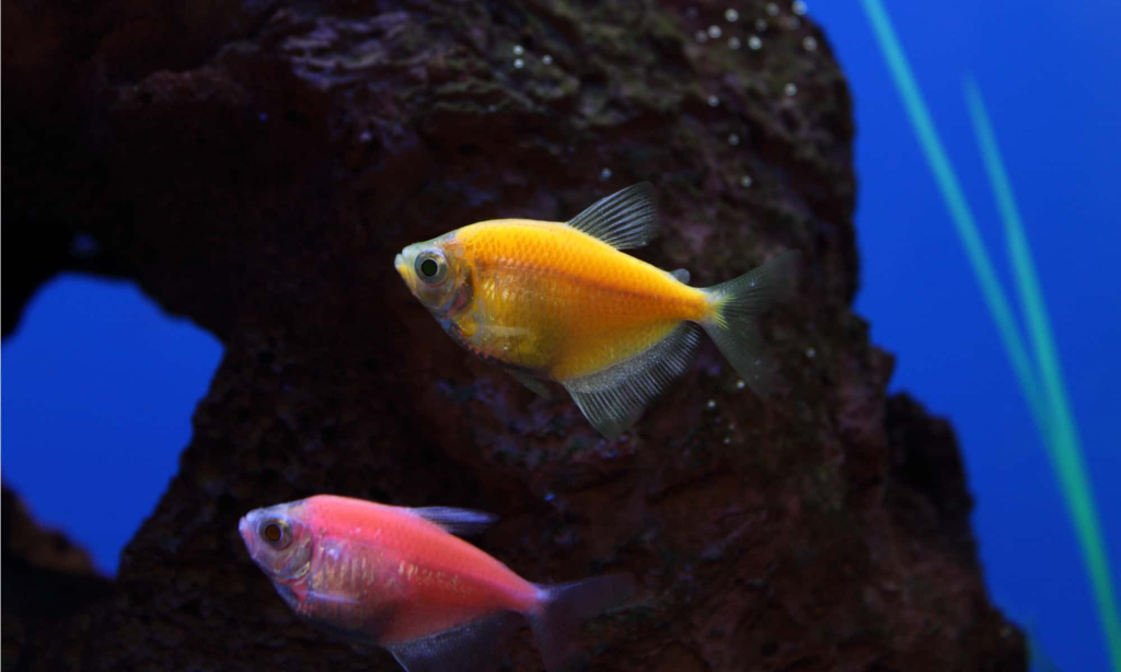 How Long do Glofish Live