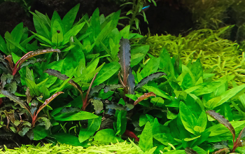 Aquarium Plants Melting | 4 Proven Reasons |