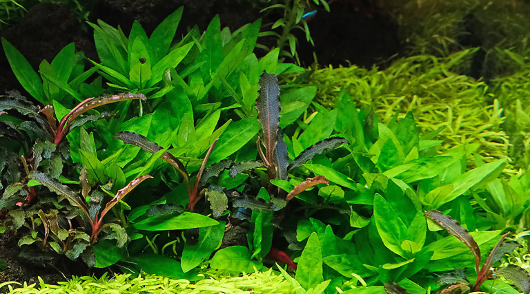 Read more about the article Aquarium Plants Melting | 4 Proven Reasons |