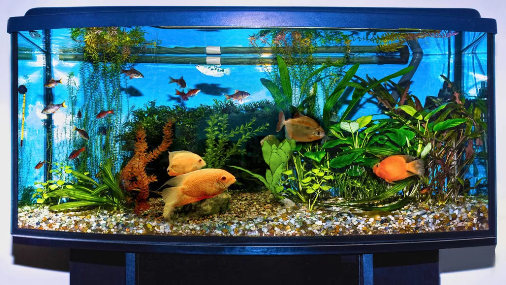 Fresh Water Aquarium