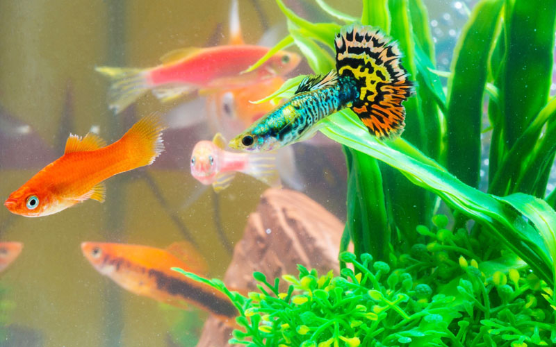 Can Male Guppies Live Together in The Same Tank?