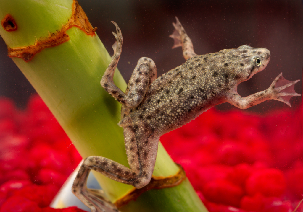 Can African Dwarf Frogs Tolerate Aquarium Salt?