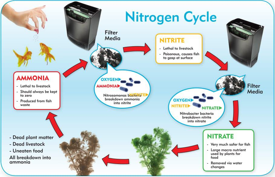 Fishless Cycling With Plants