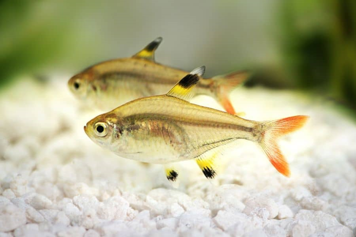 X-Ray Tetra Male or Female Identification