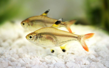 X-Ray Tetra Male or Female Identification| Best Guide