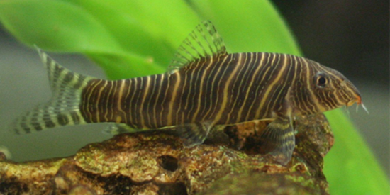 Zebra Loach Aggressive