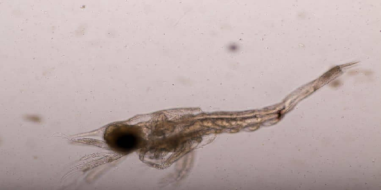How to Breed Mysis Shrimp