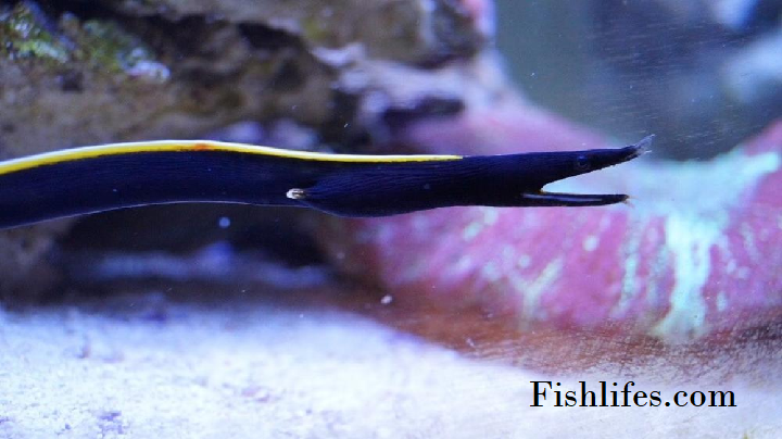 You are currently viewing Yellow Stripe Clingfish care (a Needle like Fish)