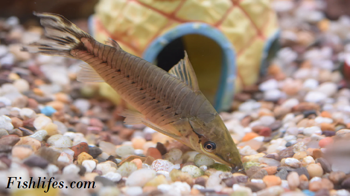 Read more about the article Flagtail Catfish Care (a Peaceful and Small Catfish)