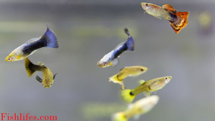 You are currently viewing How to Stop Guppy from Breeding (Easier than you thought)