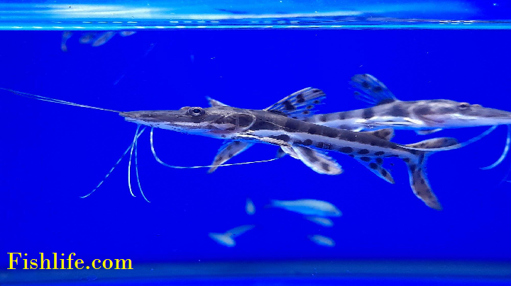 You are currently viewing What is Tiger Shovelnose Catfish max Size?