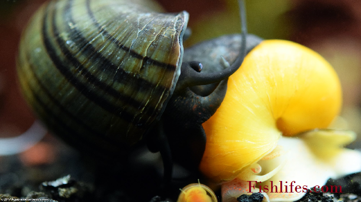 You are currently viewing Should I Keep Mystery Snail Eggs? (That Depends)