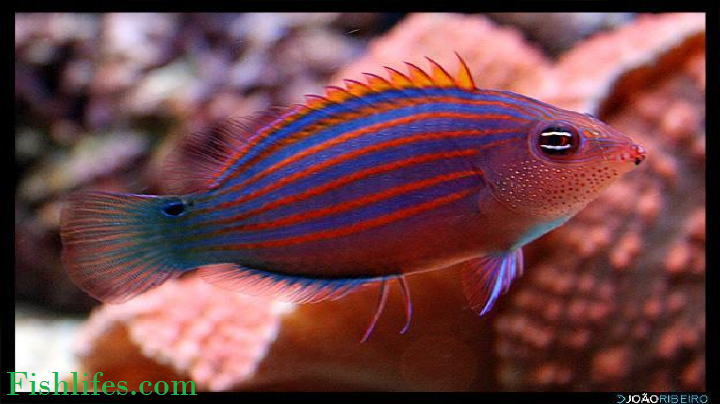 You are currently viewing Six-line Wrasse Fish (Care Guide for Amazing Fish)