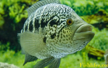 Jaguar Cichlid | How to care this Aggressive Fish |