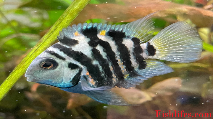 Read more about the article Polar Blue Parrot Cichlid (a Hybrid in Cichlid Family )