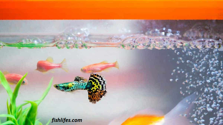 Bubbles In A Fish Tank