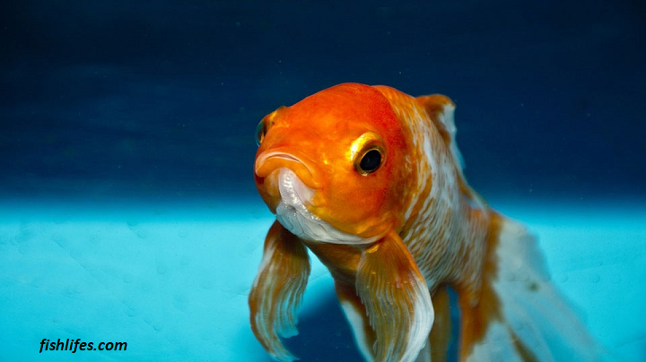Stressed out Goldfish