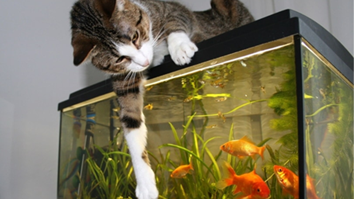 Pet Proof Your Fish Tank