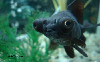 Baby Black Moor Goldfish | Everything You Need To Know |