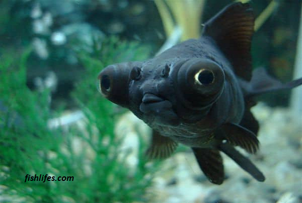 Baby Black Moor Goldfish