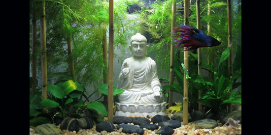 Betta Tank With Buddha Ruins