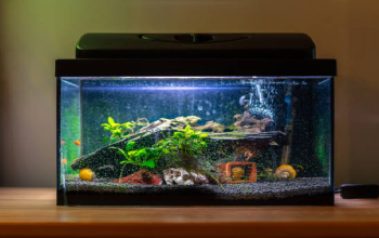 How To Construct A Freshwater Fish Aquarium (The Best Advice)