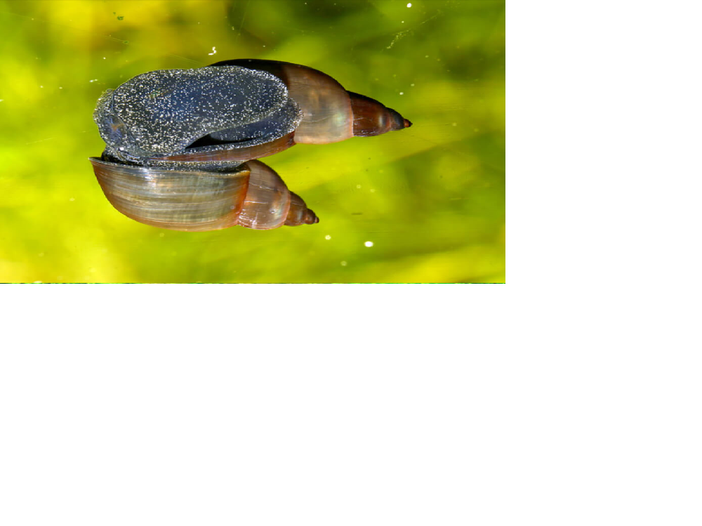 You are currently viewing How to Get Rid of Snail Eggs in Aquarium?