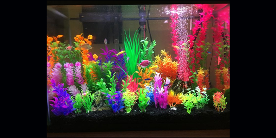 Betta Tank With Multi-Colored Plants