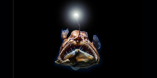 How Do Deep Sea Creatures Survive The High Water Pressure?