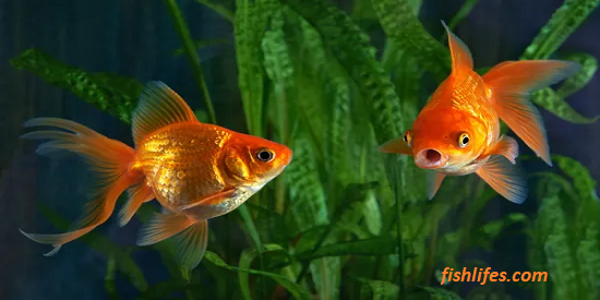 How To Stop Goldfish From Breeding