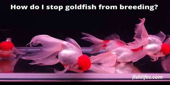 How To Stop Goldfish From Breeding