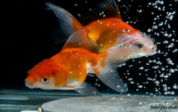 How To Stop Goldfish From Breeding | This Is How I Did It |