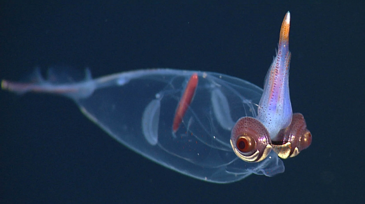 Do Deep-Sea Creatures Survive
