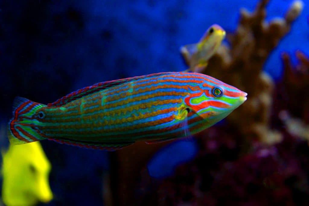 Six-line Wrasse Fish (Care Guide for Amazing Fish)