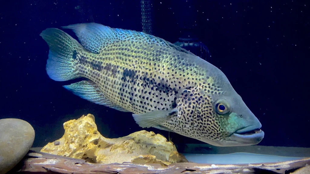 Wolf Cichlid