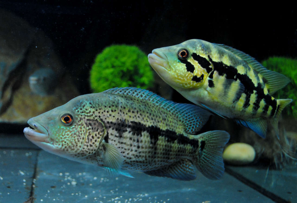 Wolf cichlids