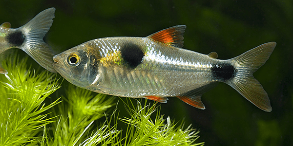 Bucktooth Tetra Care